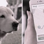 How To Create A Dog Walking App In 2023