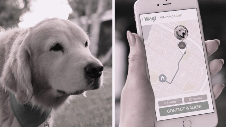 How To Create A Dog Walking App In 2023